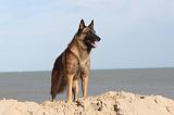 MALINOIS 085